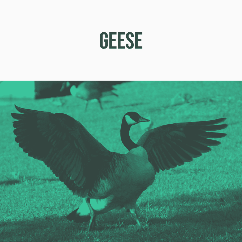 An SFX library on Sonniss: A goose spreads its wings on grass, a perfect sound effects reference for avian audio needs.