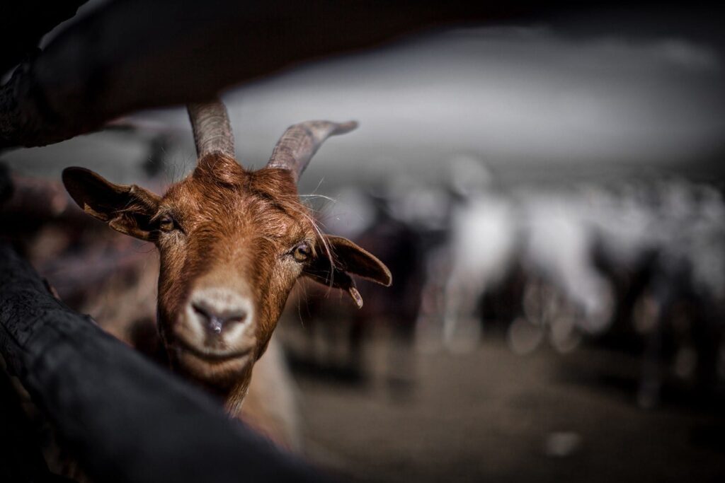 Close-up of a brown goat behind a fence—perfect for farm animal sound effects in any professional sound library on Sonniss.