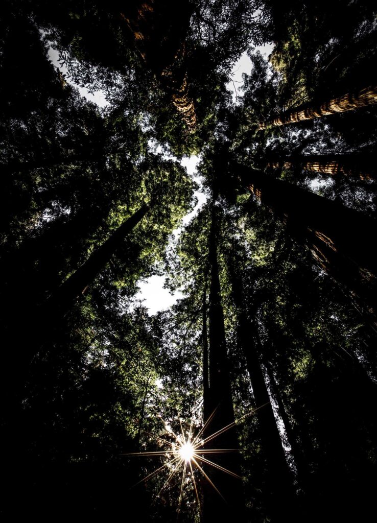Worldwide Ambience: Enhance your sound effects library with immersive forest sunlight and dense trees SFX on Sonniss.