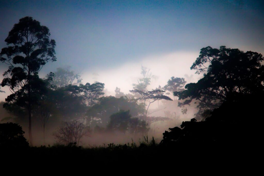 This image features a sound effects library on Sonniss with atmospheric forest ambience for cinematic sfx and atmospheric sound effects.