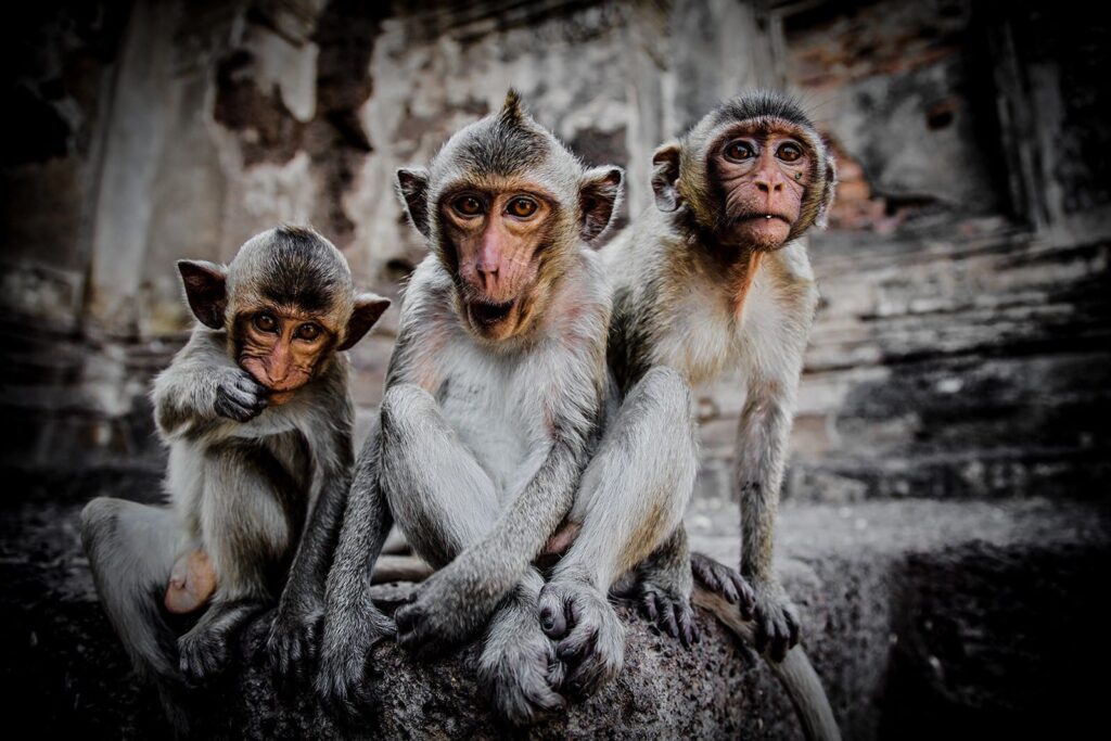 Image of a primate vocalizations sound effects library on Sonniss—perfect for authentic wildlife sfx and jungle atmosphere seekers.
