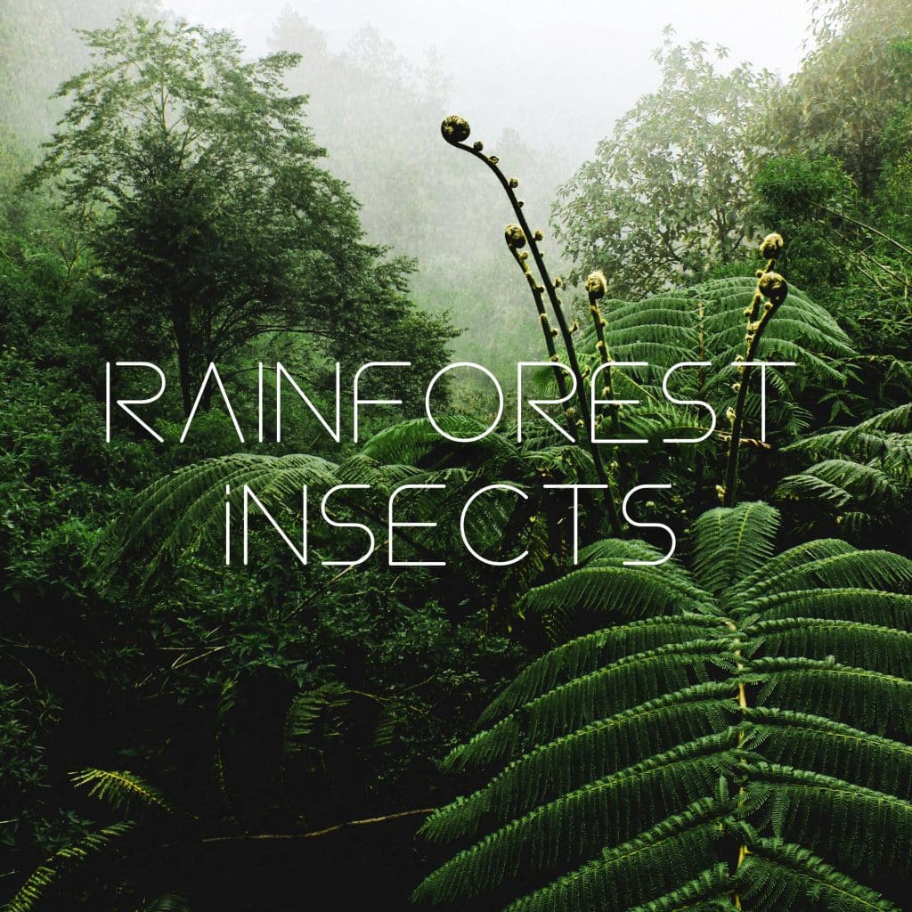 A sound effects library image on Sonniss: Rainforest insects sfx, lush green foliage, mist, and "Rainforest Insects" text.