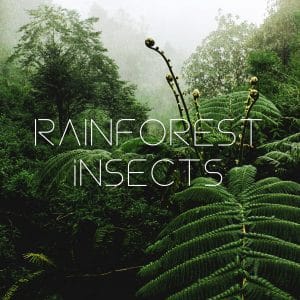 A sound effects library image on Sonniss: Rainforest insects sfx, lush green foliage, mist, and "Rainforest Insects" text.