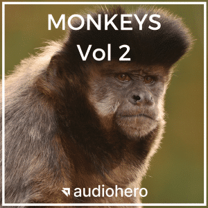 A close-up of a monkey for sfx library "MONKEYS Vol 2" on Sonniss—perfect for animal sound effects and primate sounds.