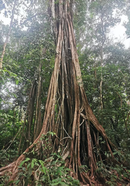 A large strangler fig with thick, twisting roots and vines surrounds another tree in a dense rainforest with lush foliage and tall trees.