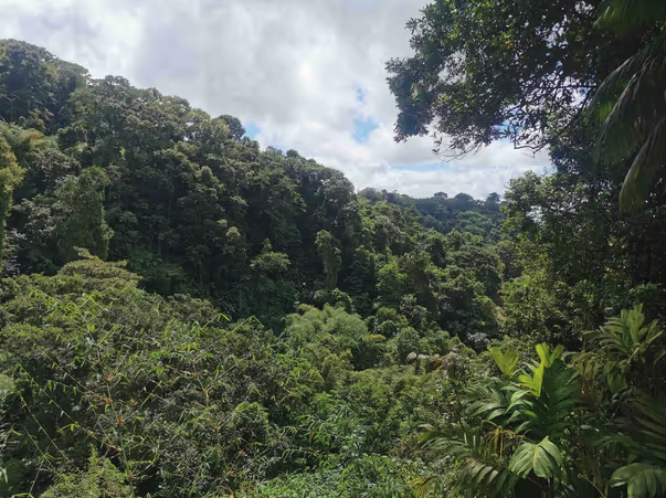 Dense green tropical forest with thick trees and foliage on rolling hills beneath a partly cloudy sky, seen from inside the forest.