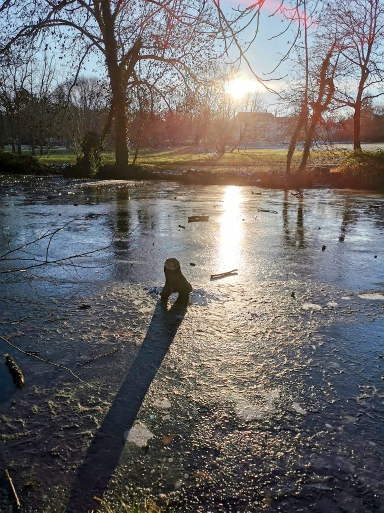 Frozen pond with a tree stump casting a long shadow on the ice. Sunlight shines through bare trees, reflecting brightly on the surface.