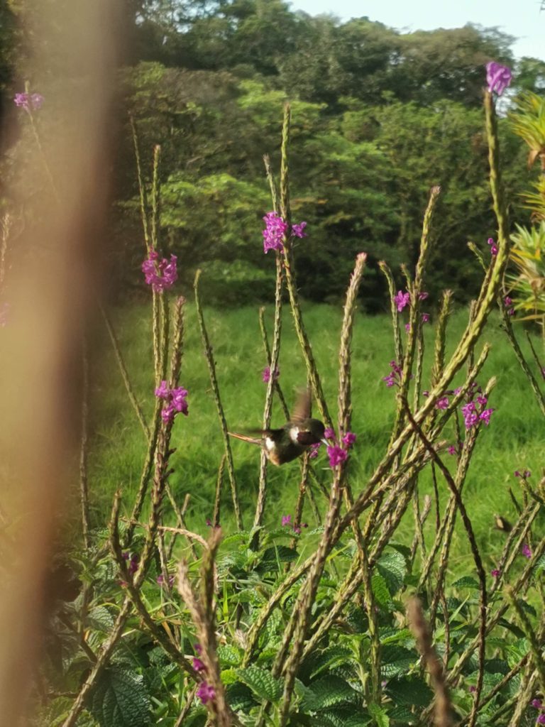 A small black hummingbird hovers near purple flowers in a green field, with trees and sunlight filtering through in the background.