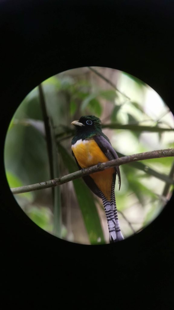 Colorful bird with yellow belly, green head, blue eye ring, and long striped tail feathers perches on branch; blurred foliage behind.