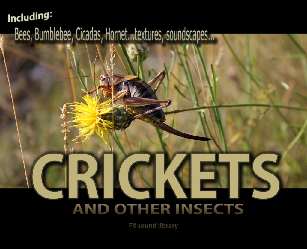 A cricket on a yellow flower with text "Including: Bees, Bumblebee, Cicadas, Hornet" and "CRICKETS AND OTHER INSECTS".
