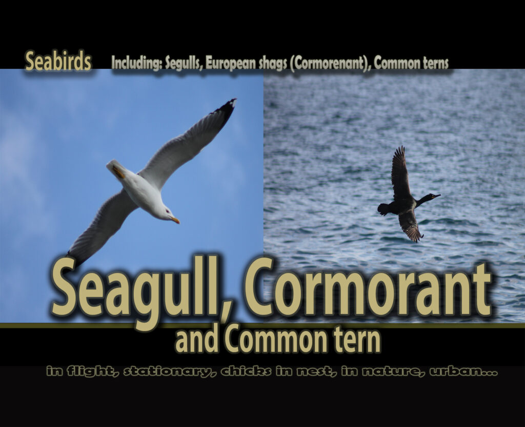 A gull flying against a blue sky next to a cormorant in flight over water, with text identifying the birds as seagulls, European shags, and common terns.