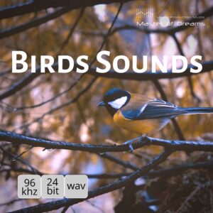 A great tit perches on a thin branch against blurred trees in the Birds Sounds product.